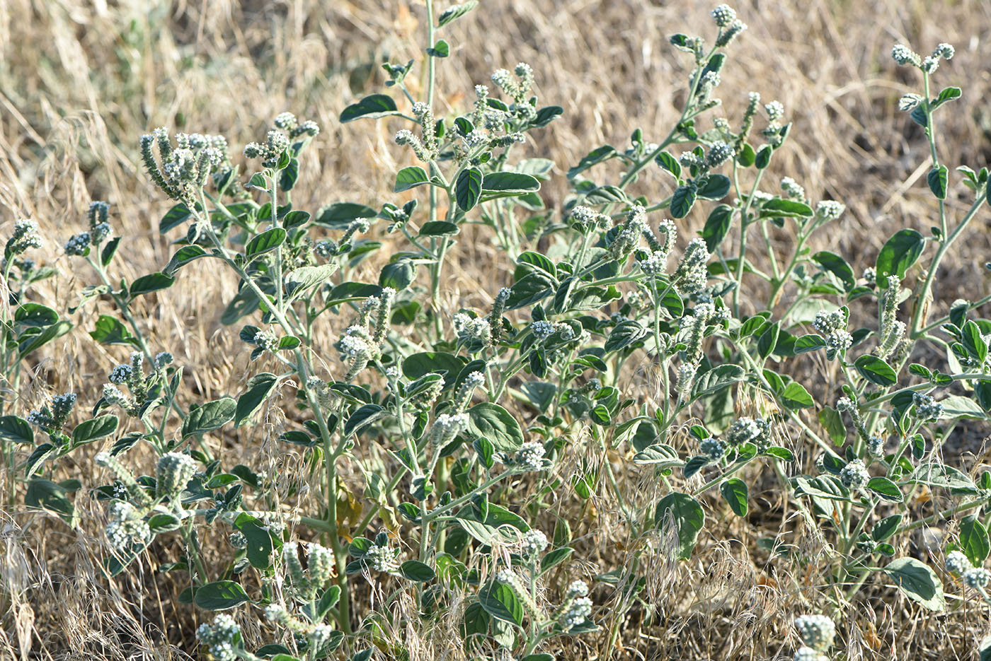 Image of genus Heliotropium specimen.