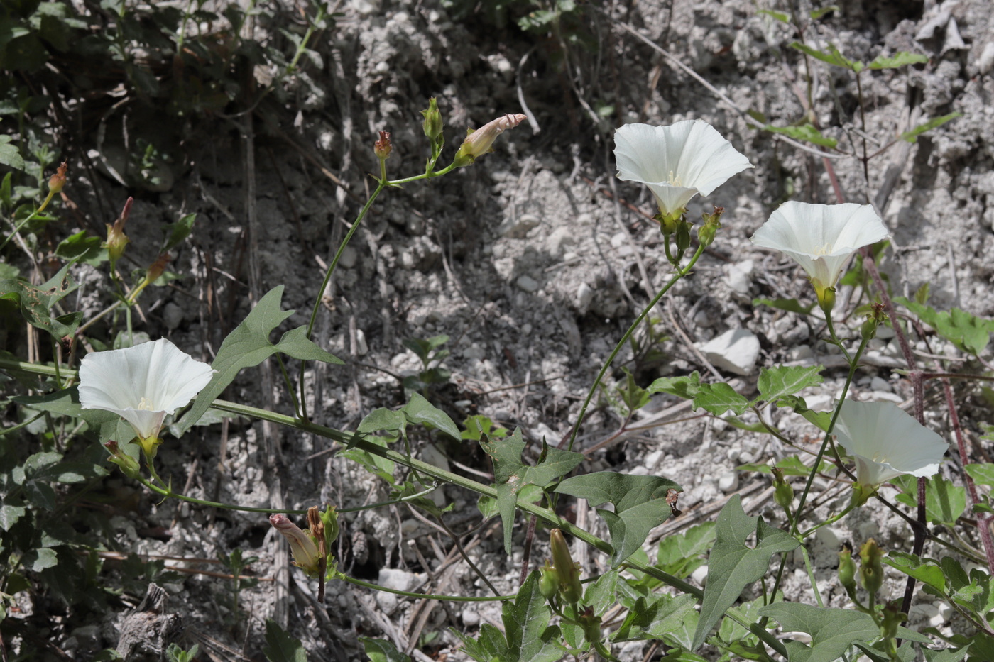 Image of Convolvulus scammonia specimen.