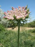 Daucus carota. Верхушка растения с соцветием розового цвета. Южный Казахстан, Жамбылская обл., пойма р. Асса. 25 июня 2021 г.