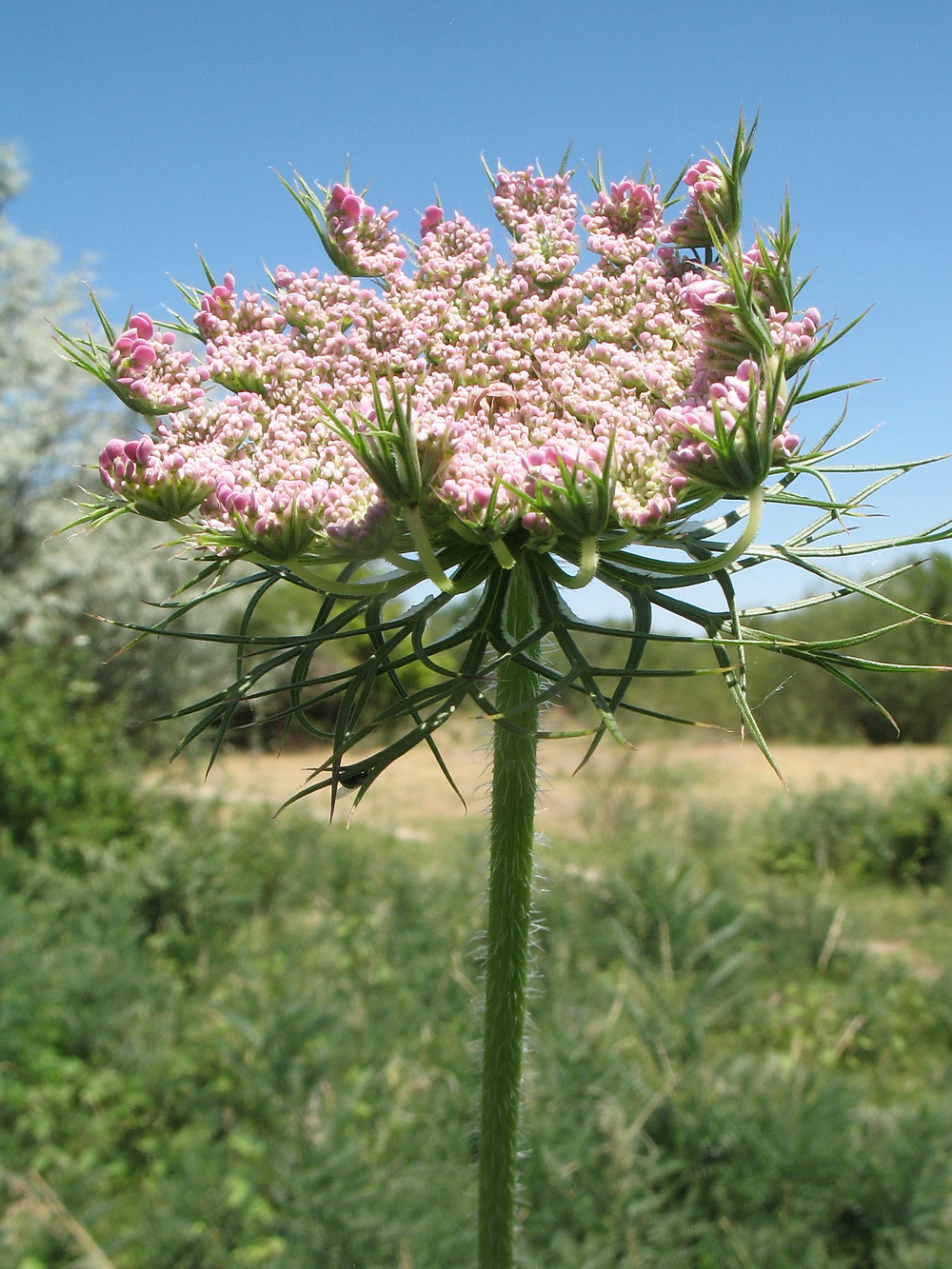Изображение особи Daucus carota.
