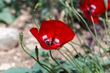 genus Papaver