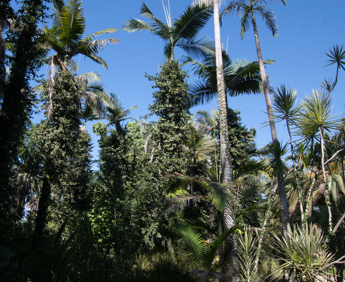 Image of Ficus pumila specimen.