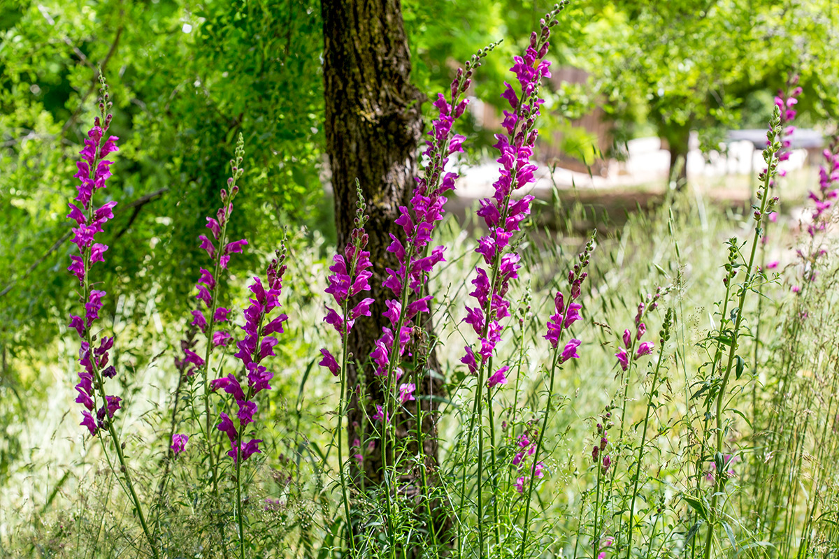 Изображение особи Antirrhinum majus.