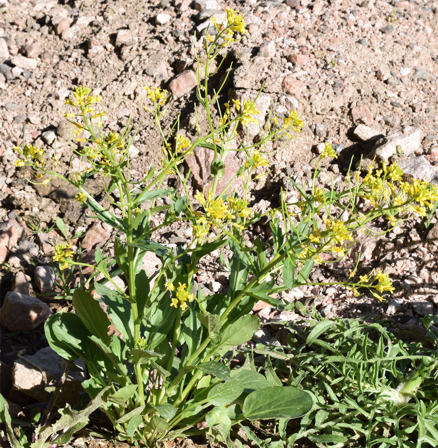 Image of Barbarea vulgaris specimen.