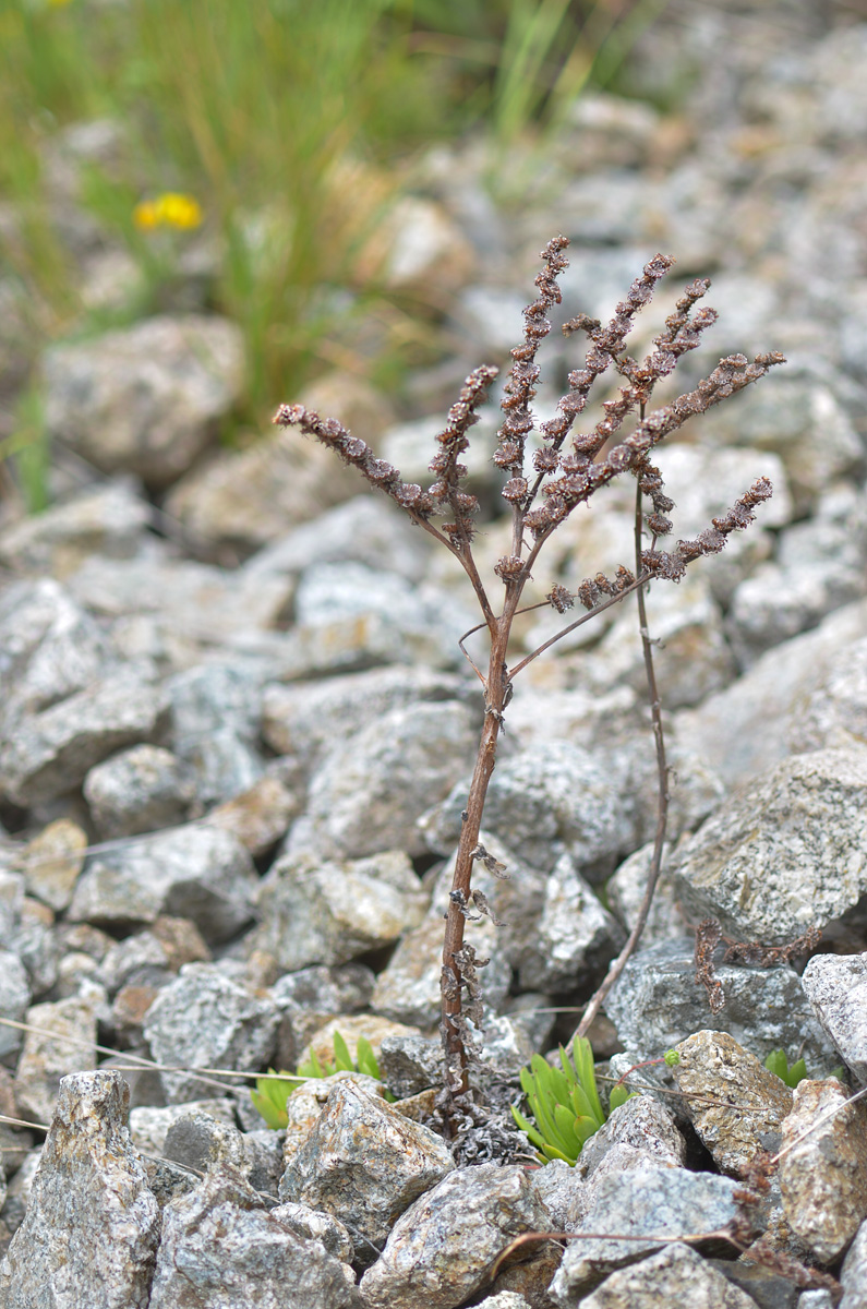 Изображение особи Sempervivum caucasicum.