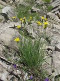 Scorzonera filifolia