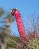 Cleistocactus baumannii. Цветок с питающейся медоносной пчелой на верхушке побега. Израиль, Шарон, г. Тель-Авив, ботанический сад \"Сад кактусов\". 02.02.2022.