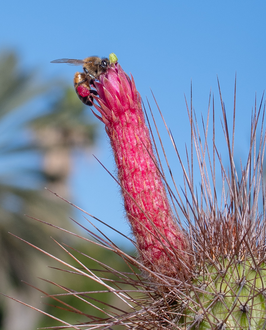 Image of Cleistocactus baumannii specimen.