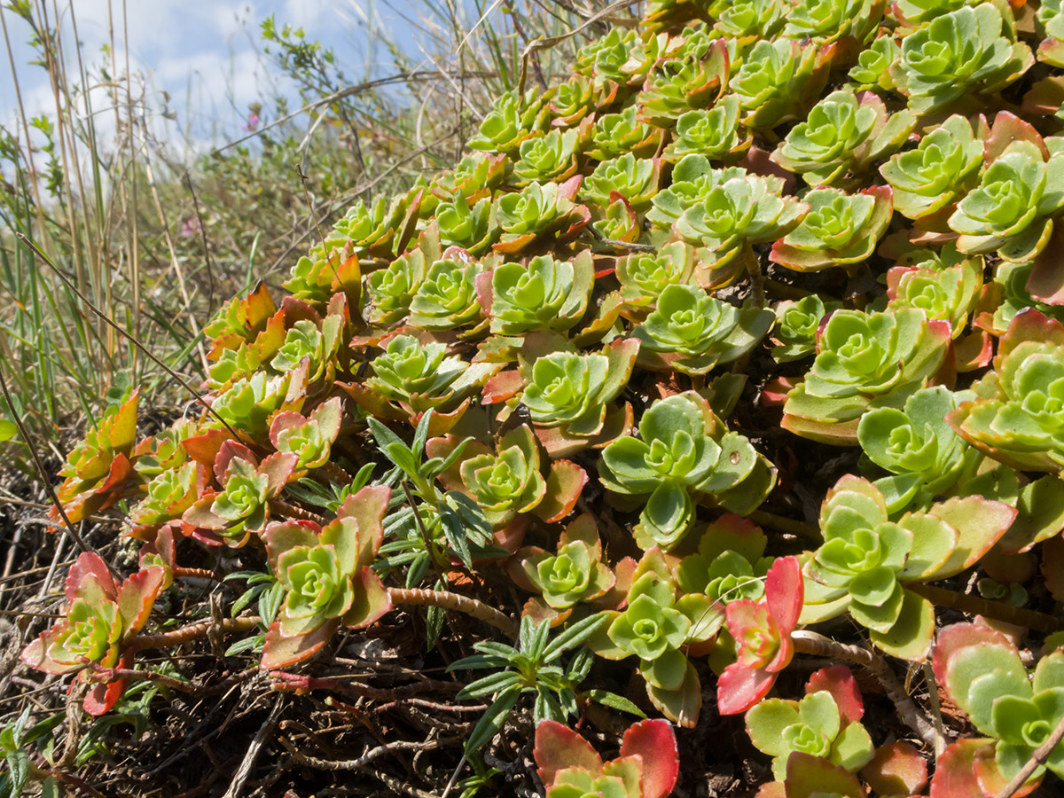 Image of Sedum spurium specimen.