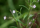 Epilobium palustre