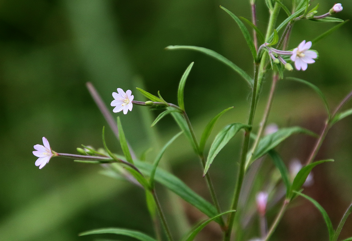 Изображение особи Epilobium palustre.