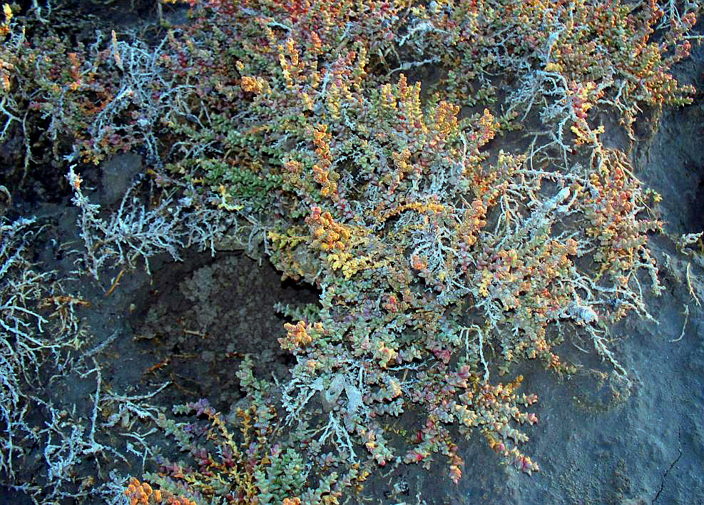 Image of Kalidium juniperinum specimen.