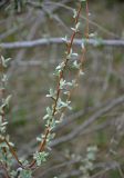 Elaeagnus angustifolia
