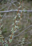 Elaeagnus angustifolia. Верхушка ветви с молодыми листьями. Калмыкия, Лаганский р-н, низовья р. Кума, берег реки. 22.04.2021.