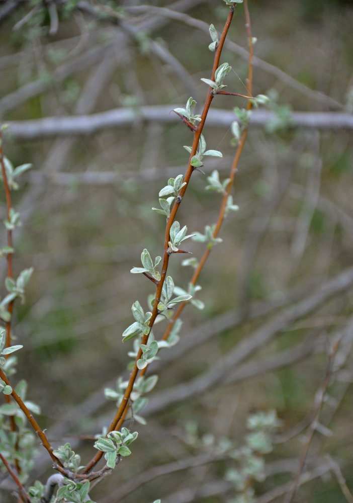 Image of Elaeagnus angustifolia specimen.