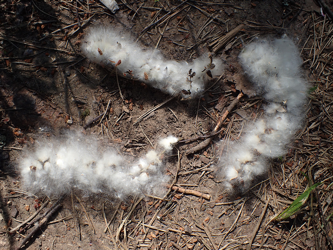 Image of Populus suaveolens specimen.