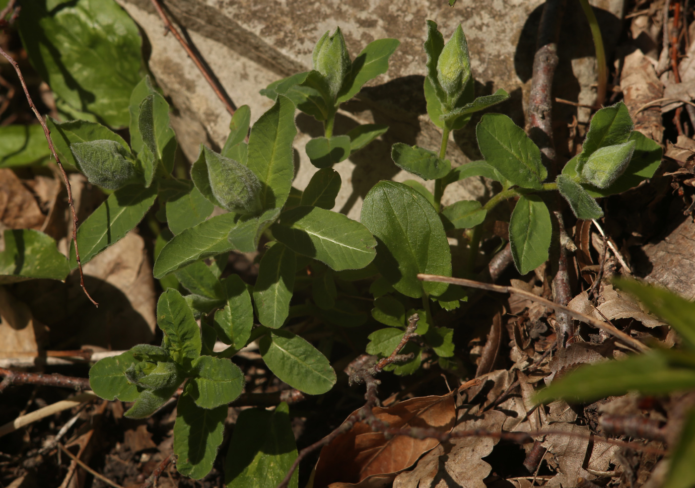 Image of Euphorbia squamosa specimen.