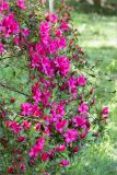 Rhododendron simsii