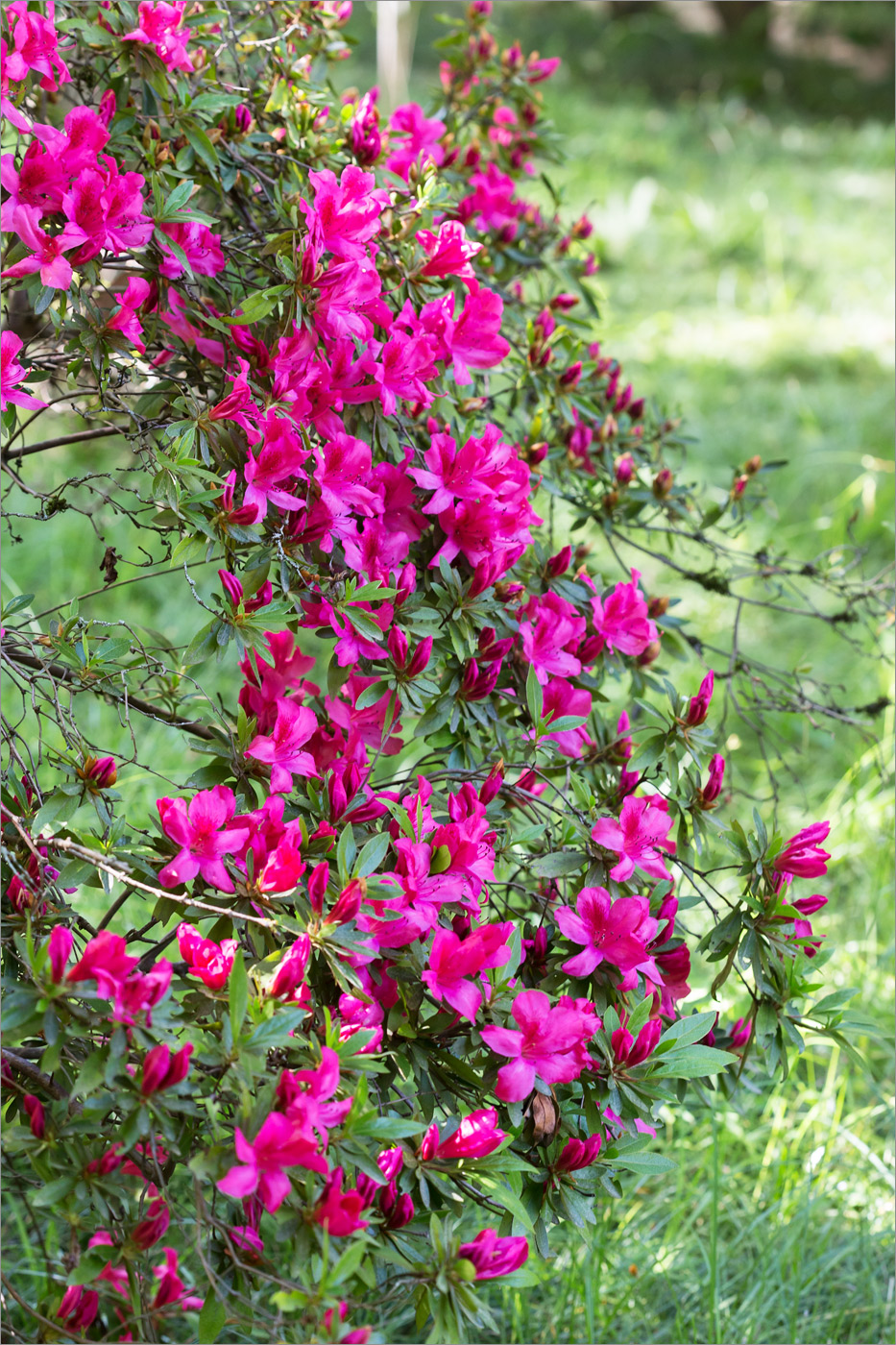 Image of Rhododendron simsii specimen.