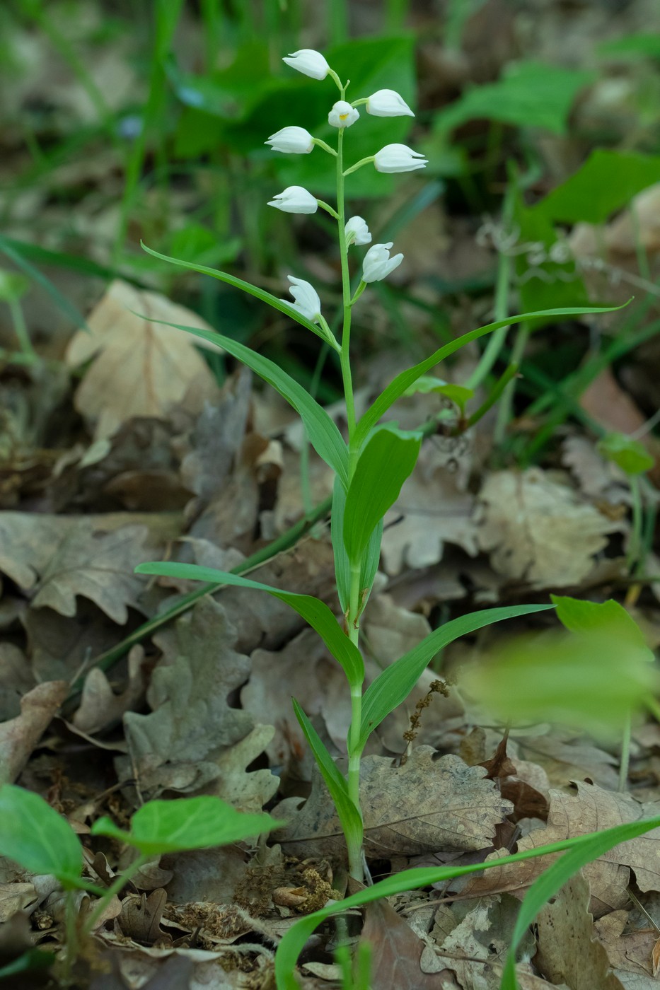 Image of Cephalanthera longifolia specimen.