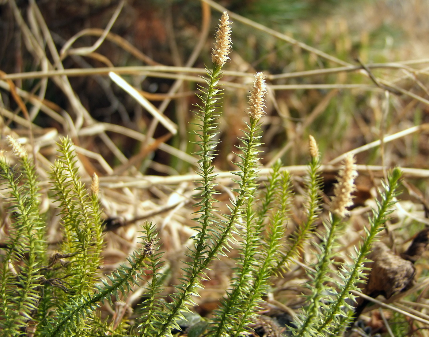 Изображение особи Lycopodium annotinum.