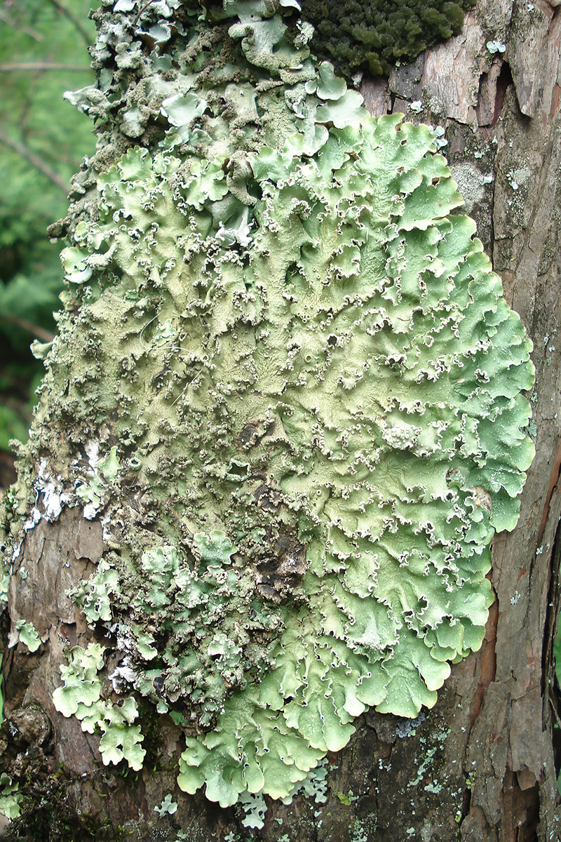 Image of Flavopunctelia flaventior specimen.