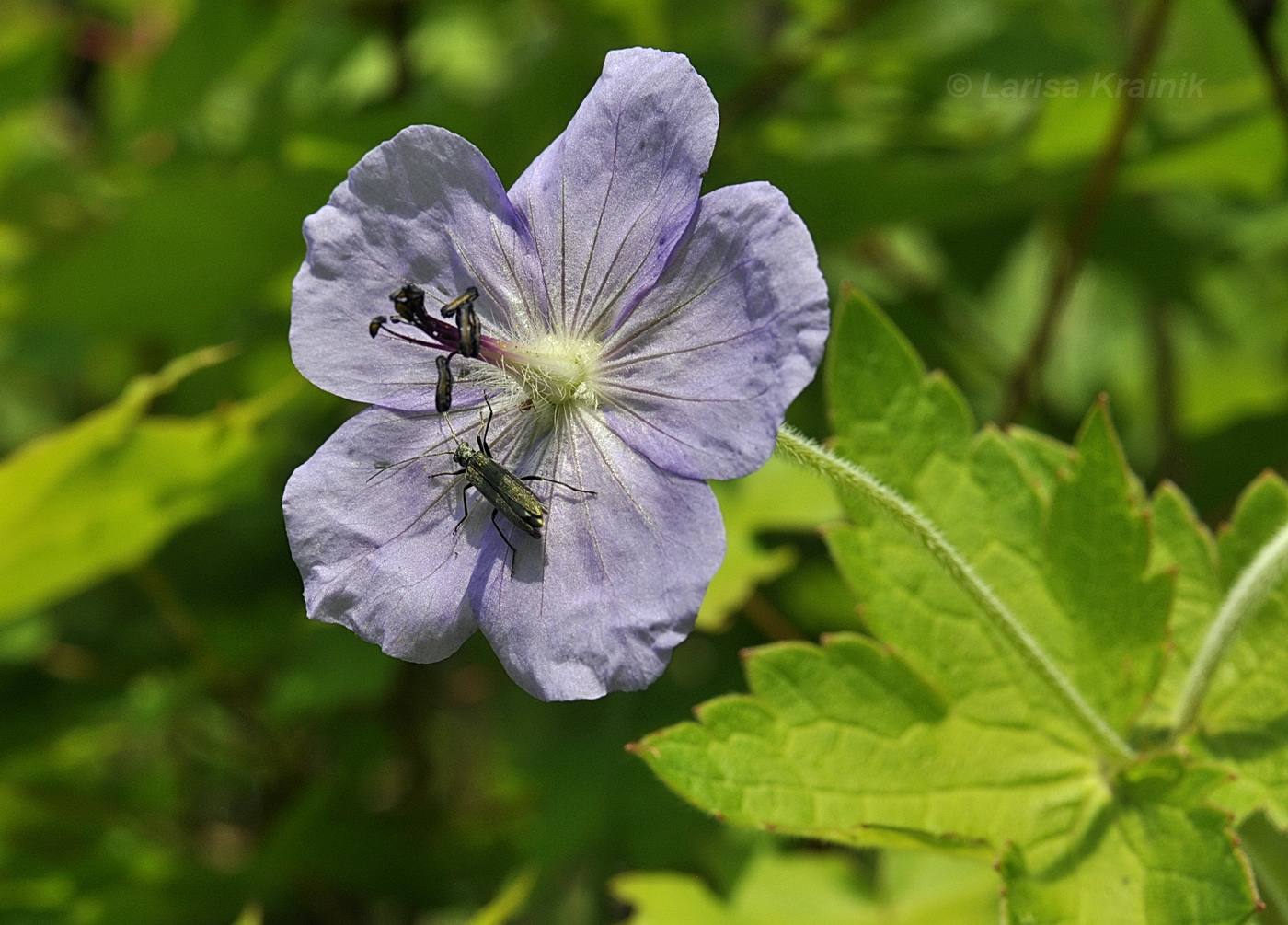 Image of Geranium platyanthum specimen.