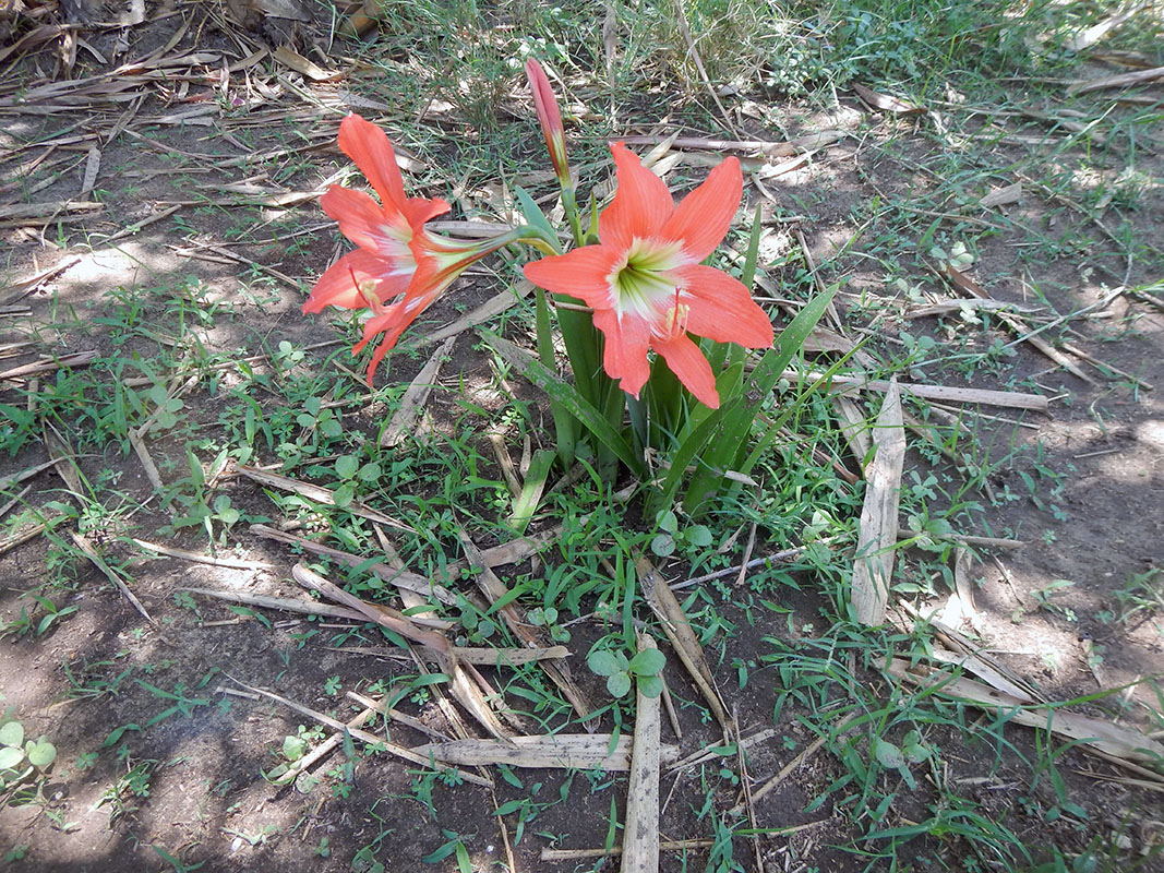 Изображение особи род Hippeastrum.