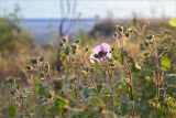 Cistus tauricus