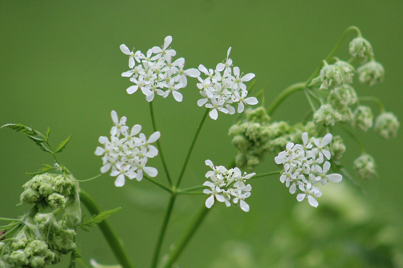 Изображение особи Anthriscus sylvestris.