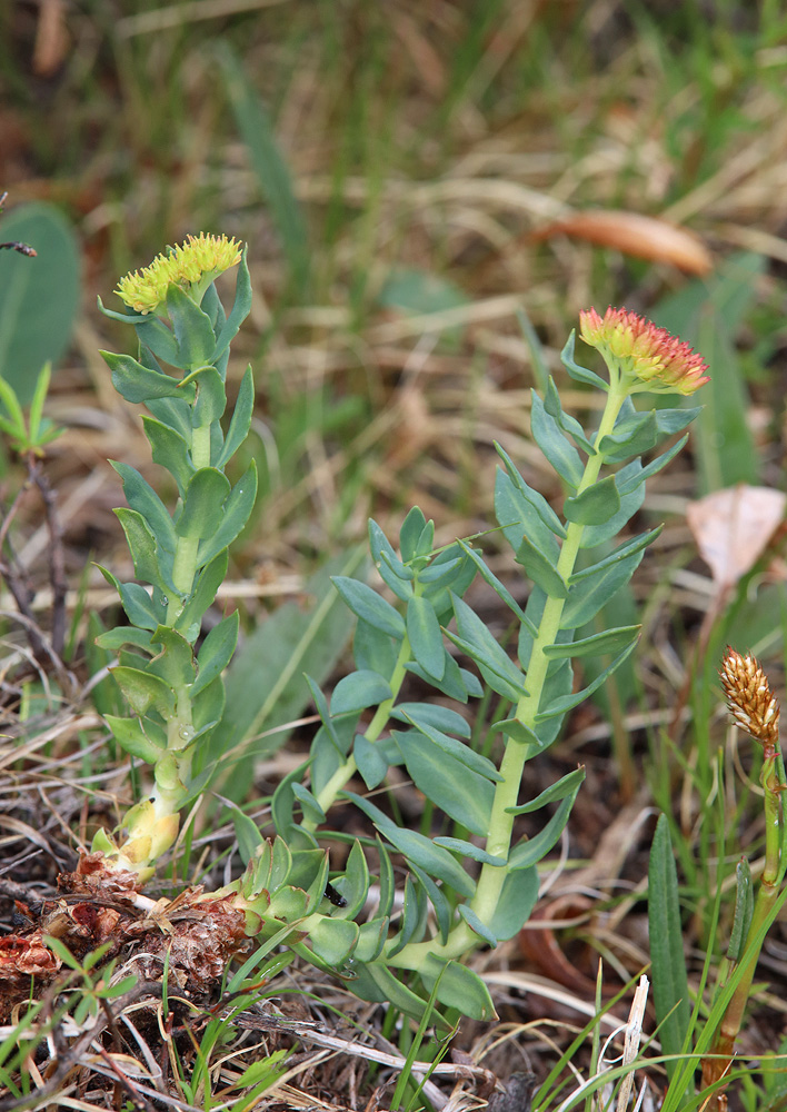 Изображение особи род Rhodiola.