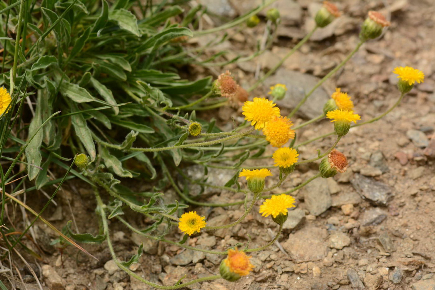 Изображение особи Erigeron cabulicus.