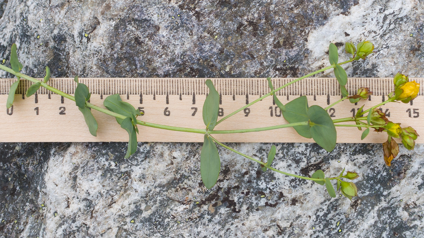 Image of Hypericum nummularioides specimen.