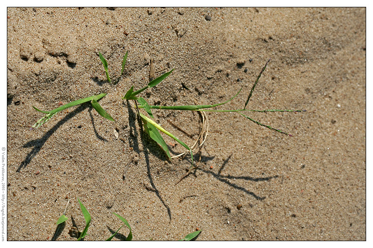 Изображение особи Digitaria ischaemum.