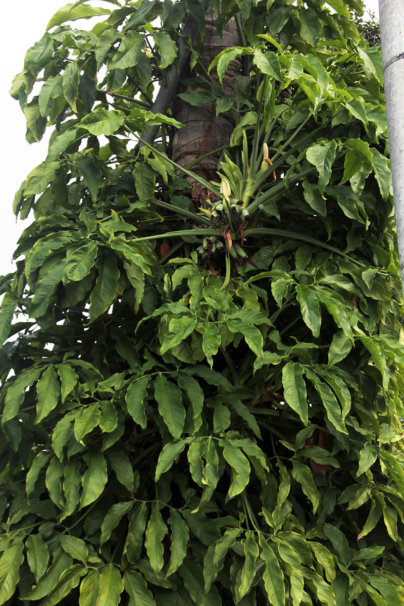 Image of Syngonium podophyllum specimen.