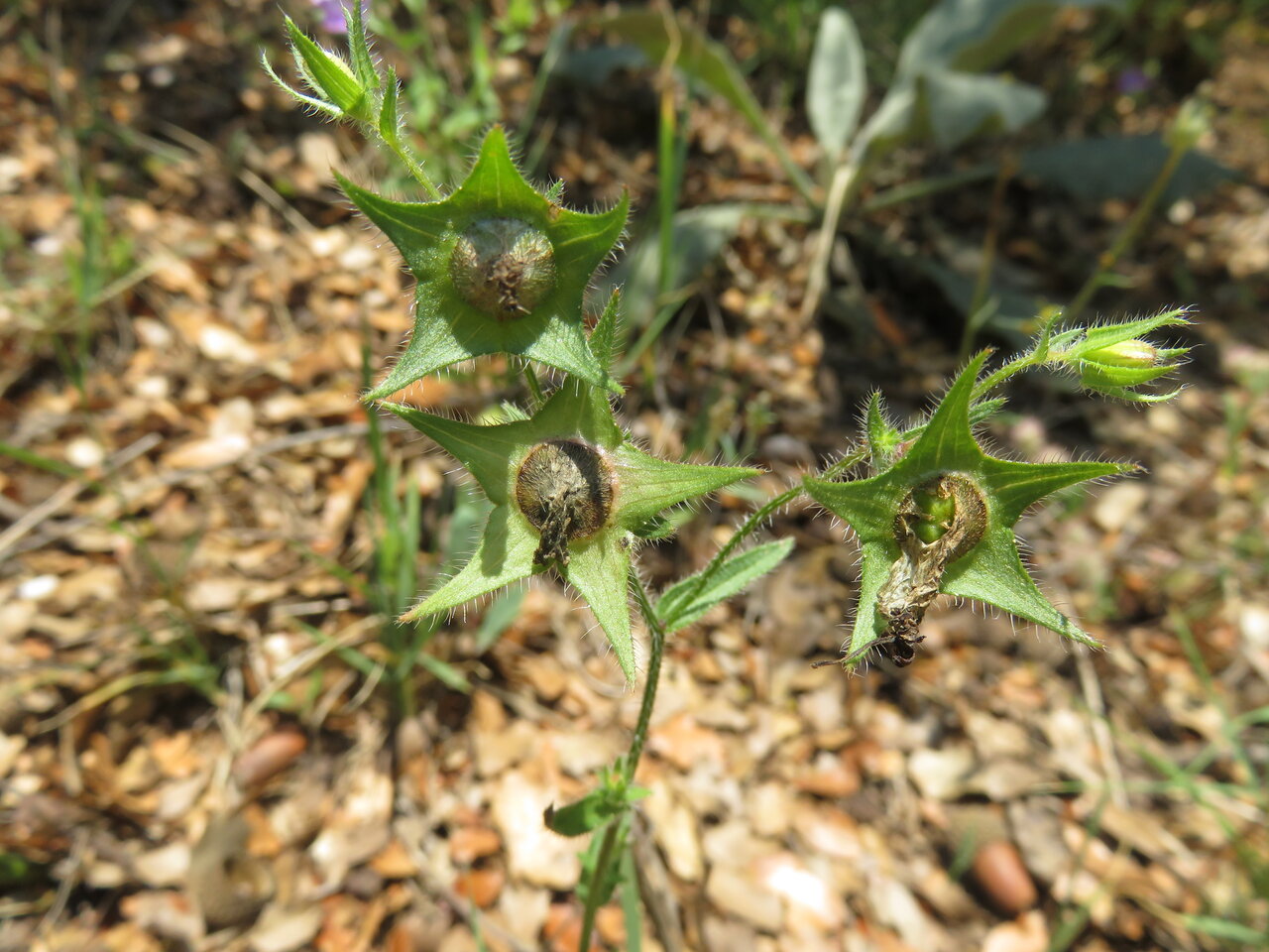 Image of Campanula scutellata specimen.