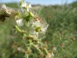 Salsola tragus