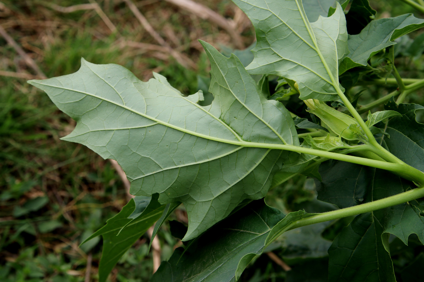 Изображение особи Datura stramonium.