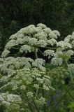 Heracleum dissectum