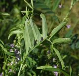 Galega officinalis