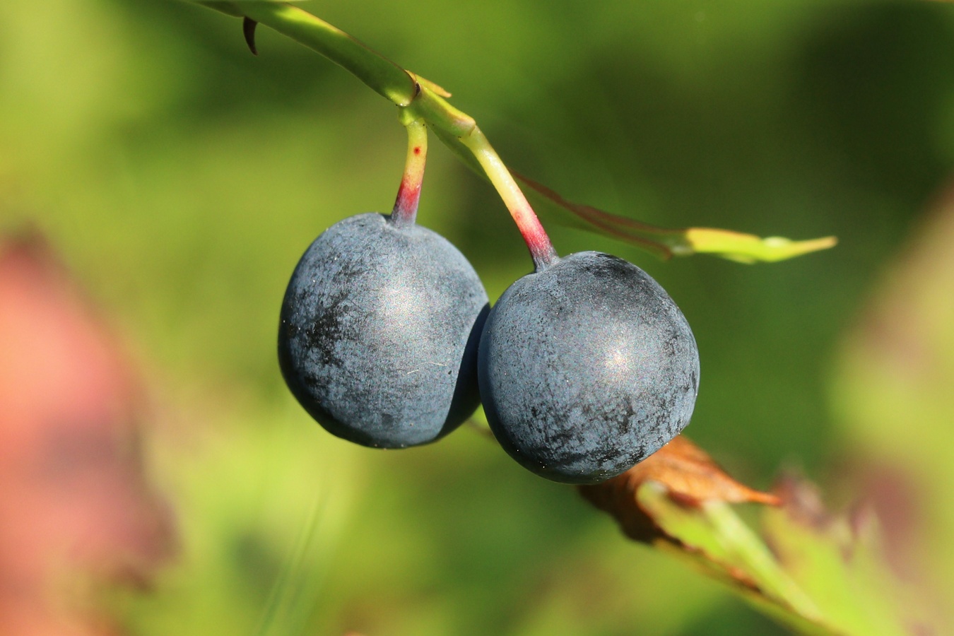 Image of Vaccinium myrtillus specimen.