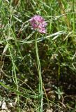 genus Allium. Верхушка цветущего растения. Республика Адыгея, Майкопский р-н, хр. Скалистый (Уна-Коз), край обрыва. 30 июля. 2022 г.
