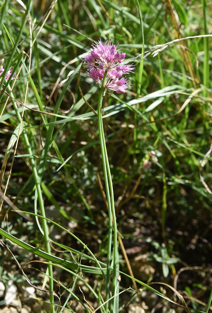 Image of genus Allium specimen.