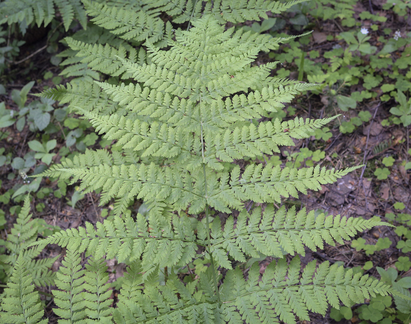 Изображение особи Dryopteris expansa.