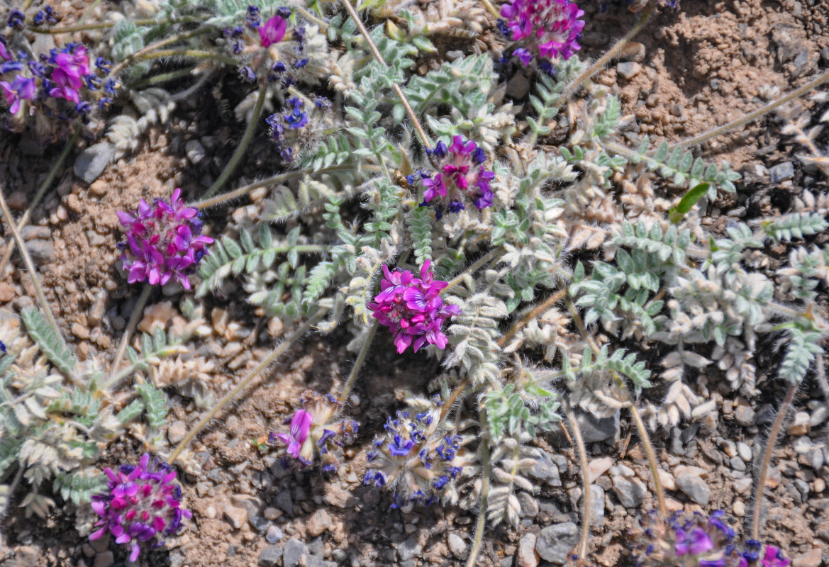 Image of Oxytropis microsphaera specimen.