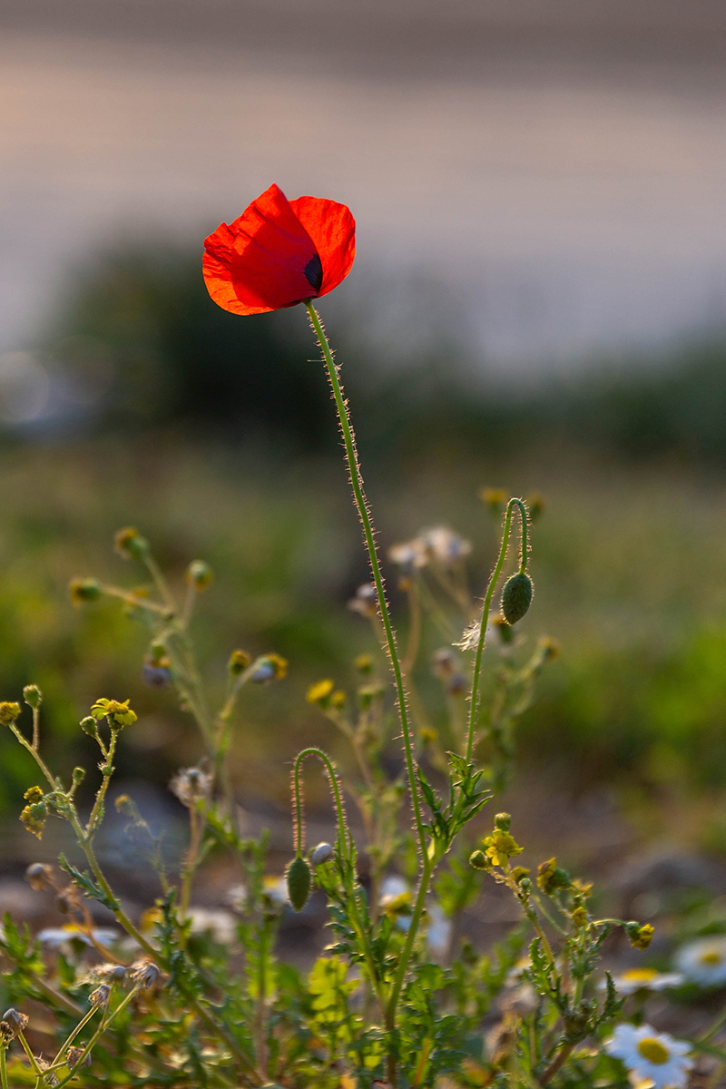 Изображение особи Papaver umbonatum.