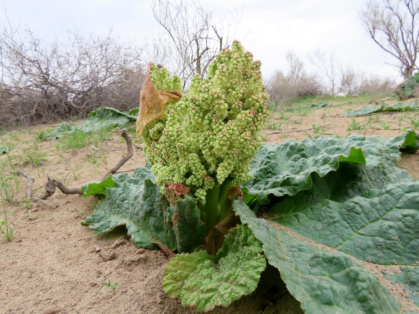 Изображение особи Rheum turkestanicum.