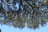 Cedrus libani