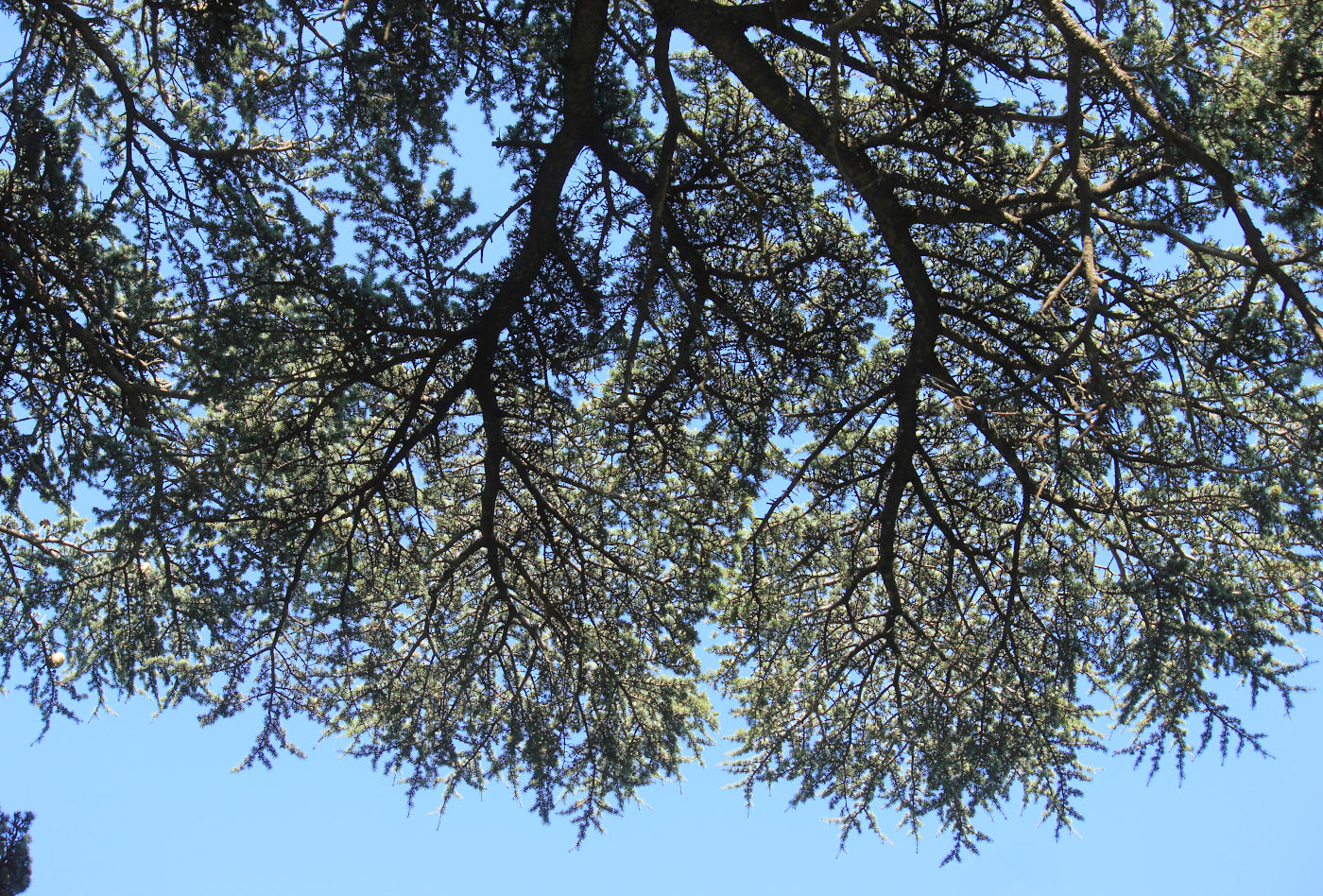 Image of Cedrus libani specimen.