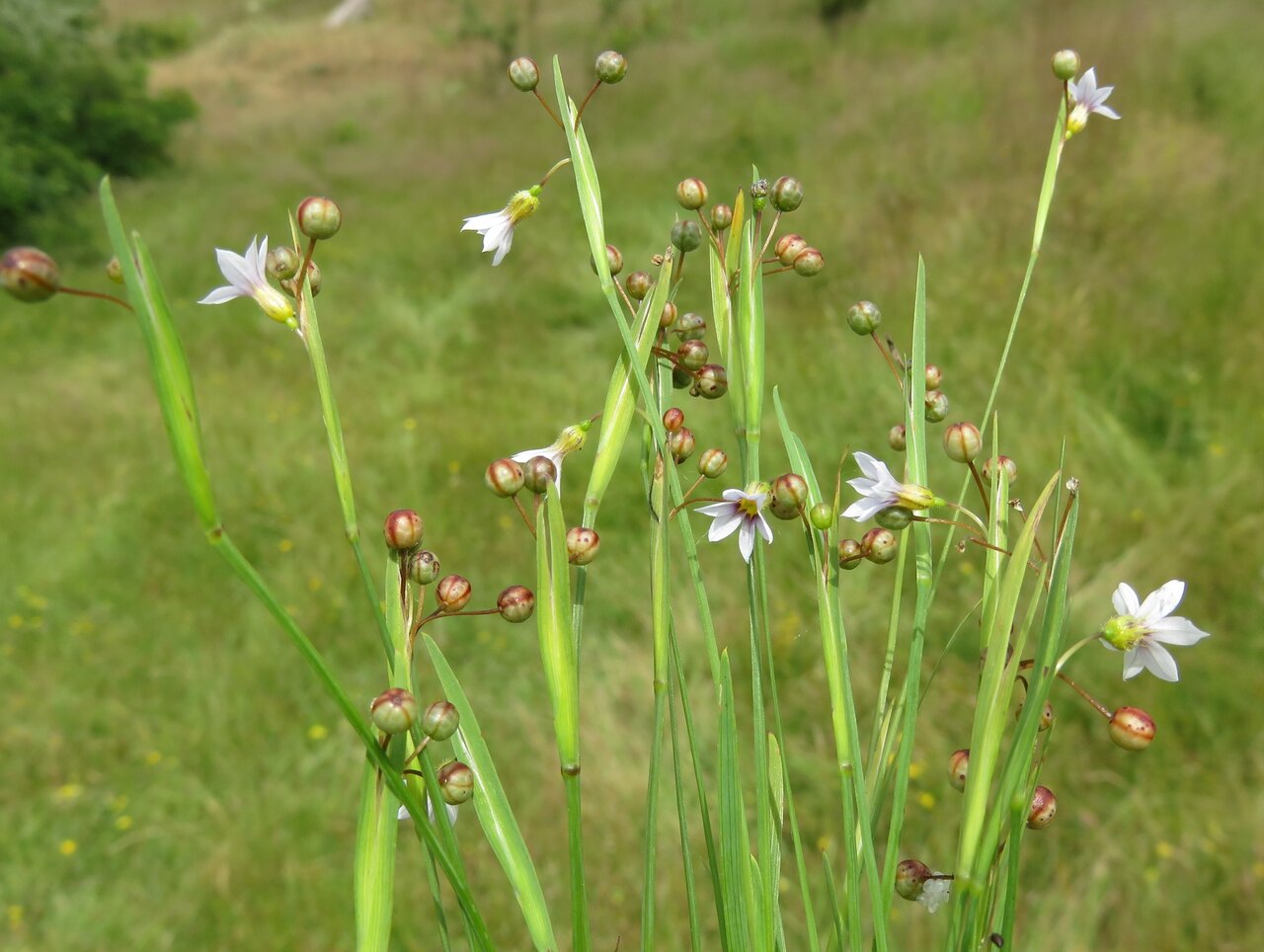 Image of Sisyrinchium rosulatum specimen.